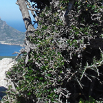Bergwandern auf Mallorca